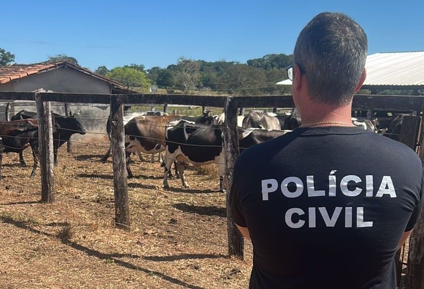 Bois apreendidos e conflito familiar: para preservar investigação, PC apreende animais em Barrolândia